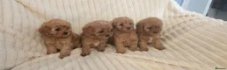 Cavapoo dogs for sale: Cavapoo Deep Red Puppies  - Advert 6