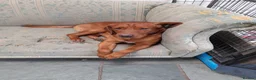 Mixed Breed dogs for sale: Cockerdor x Labrador - Advert 4