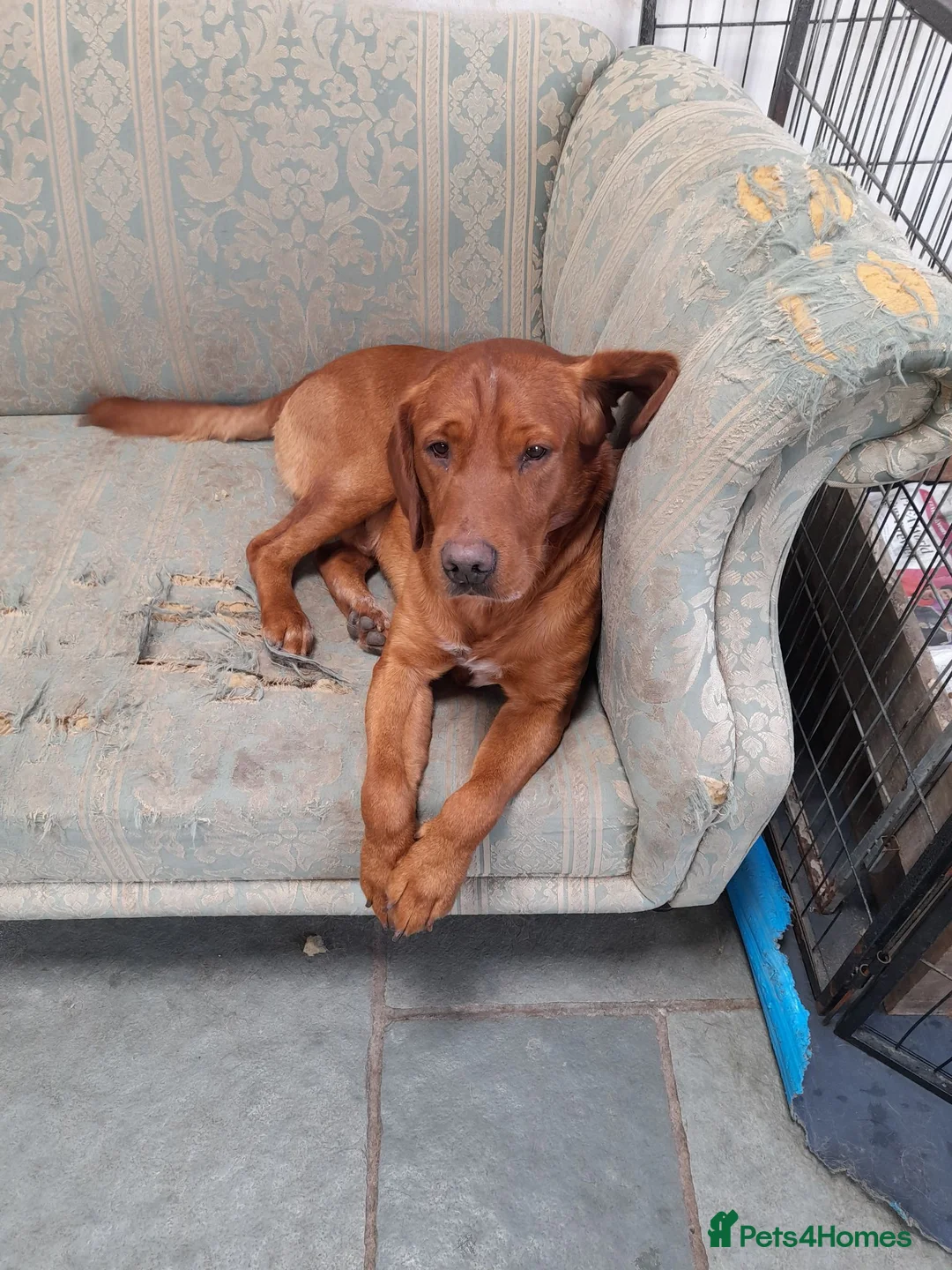 Mixed Breed dogs for sale: Cockerdor x Labrador - Advert 4