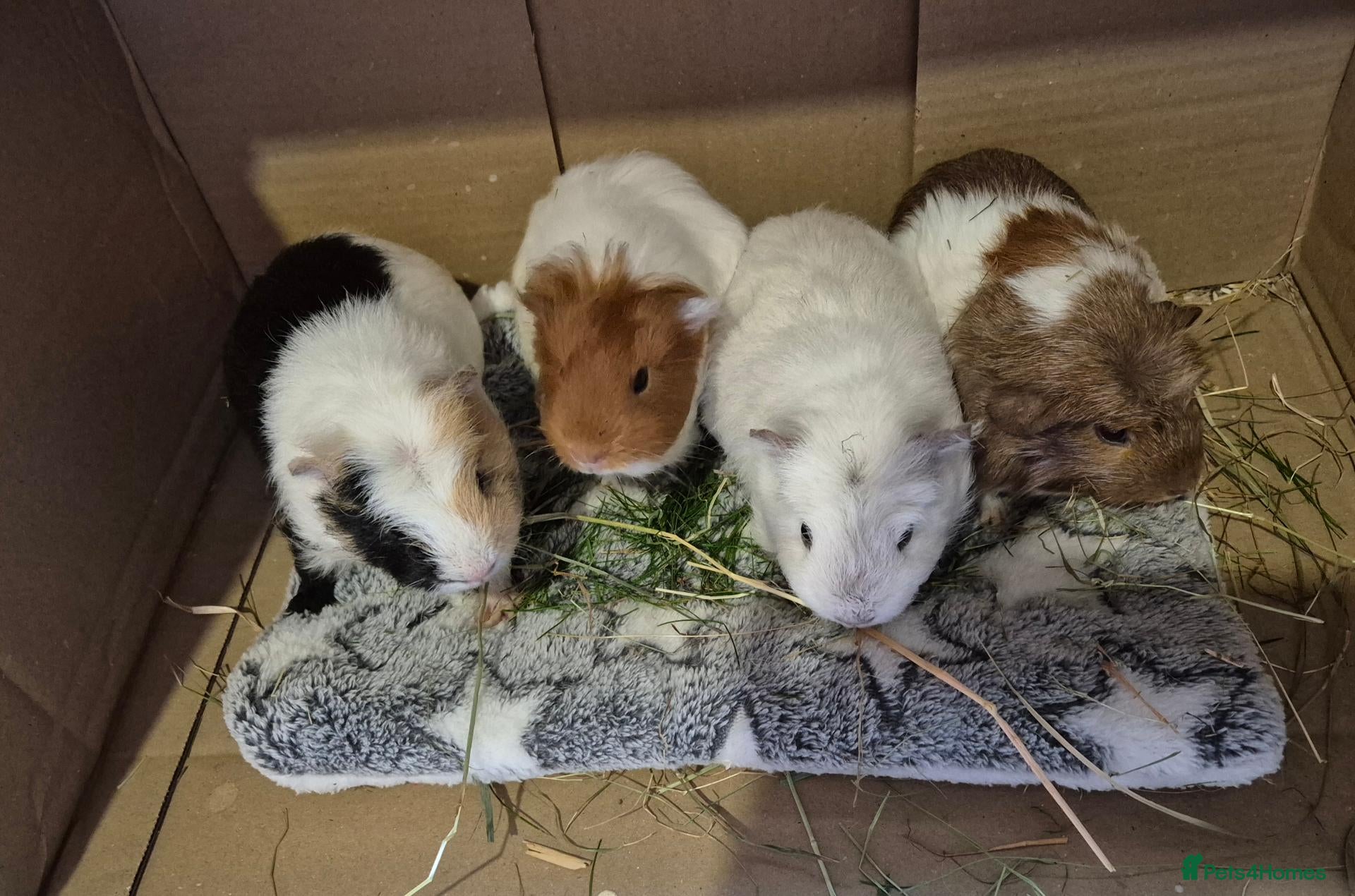 Guinea Pig rodents Baby Guinea Pig Sows - Advert 12