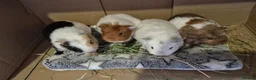Guinea Pig rodents for sale: Baby Guinea Pig Sows - Advert 1