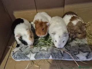 Guinea Pig rodents Baby Guinea Pig Sows - Advert 12