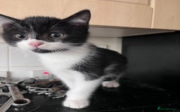 Mixed Breed cats for sale: 2 male 2 female half Persian kittens - Image 4