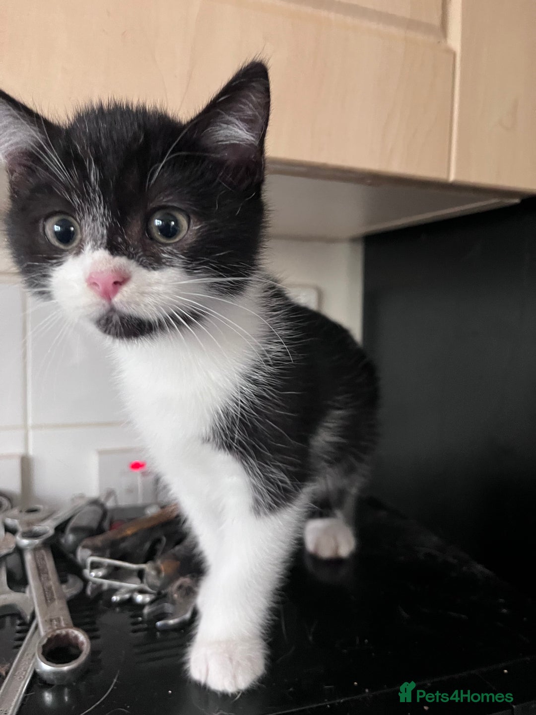 Mixed Breed cats for sale: 2 male 2 female half Persian kittens - Image 4