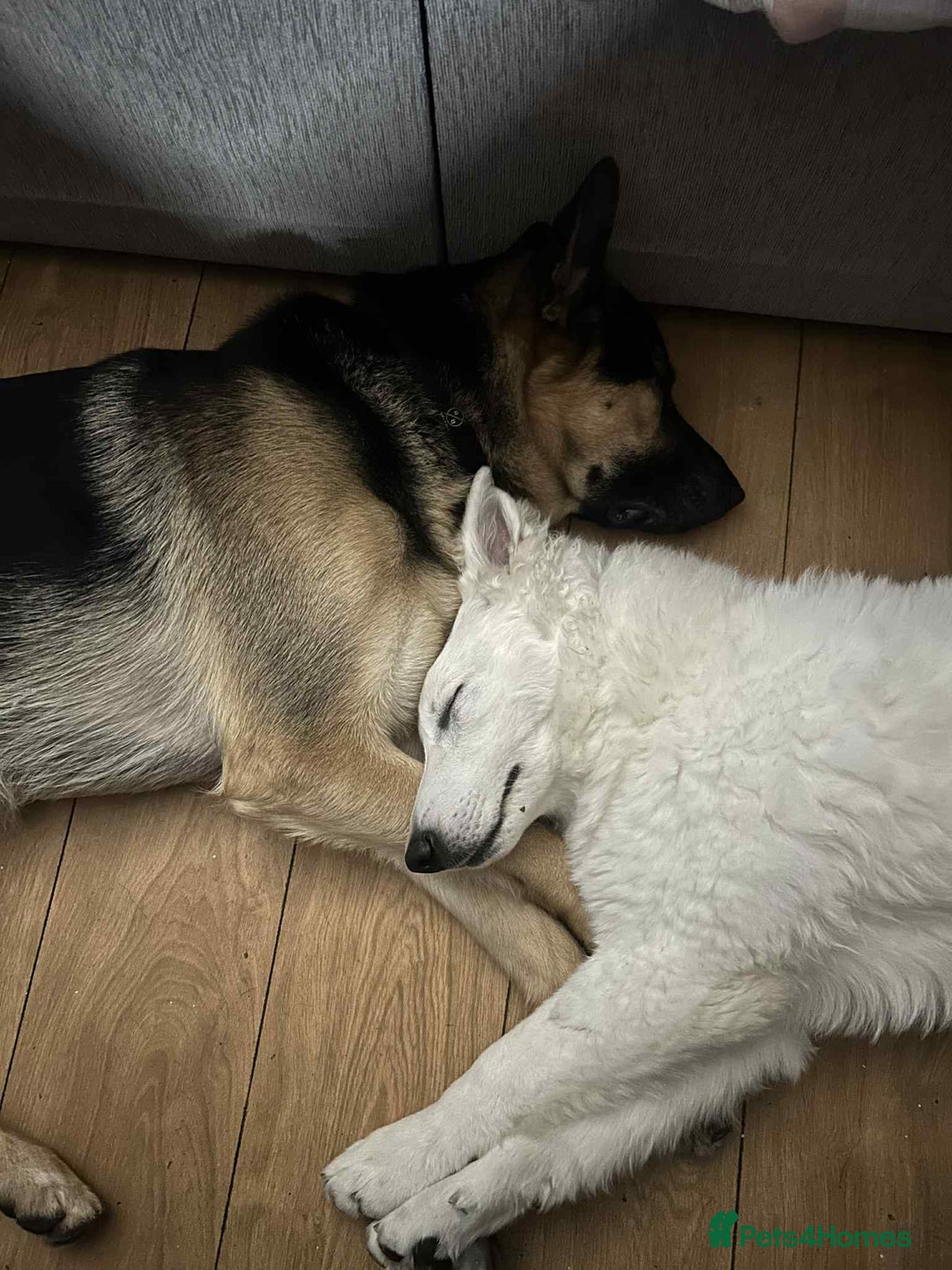 White Swiss Shepherd dogs for sale: 12 month White Swiss Shepherd  - Image 6