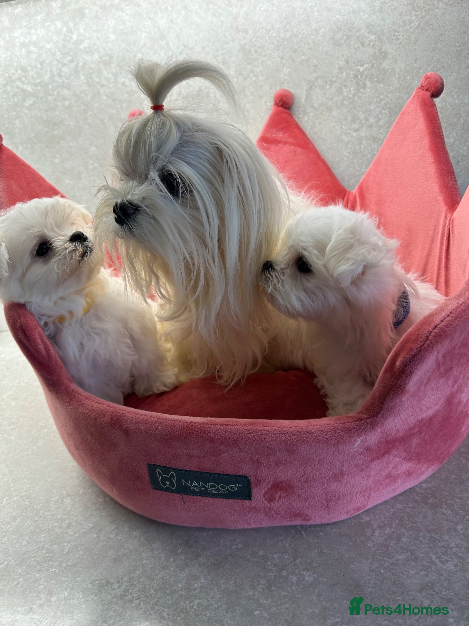 Maltese dogs KC Reg Korean Maltese Puppies - Advert 1