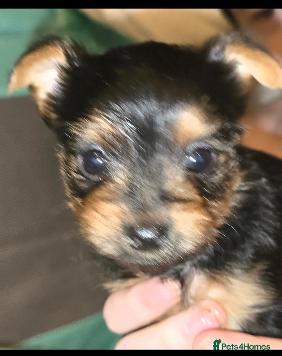 Yorkshire Terrier dogs Teacup Yorkshire Terrier  - Advert 7