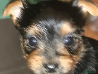 Yorkshire Terrier dogs Teacup Yorkshire Terrier - Advert 7