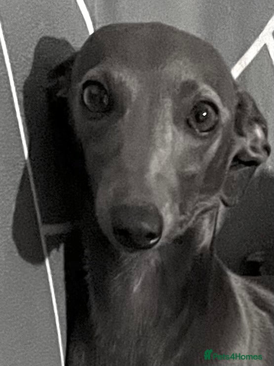 Italian Greyhound dogs Christmas  Italian Greyhound. Babies  - Advert 7