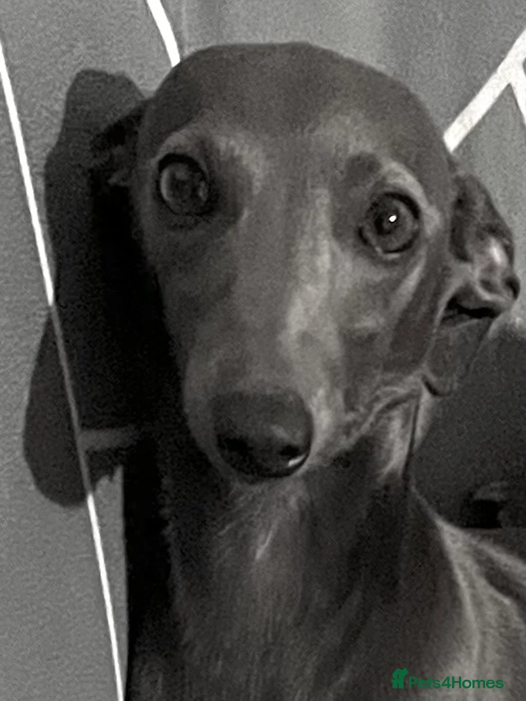 Italian Greyhound dogs for sale:     Italian Greyhound. Babies  - Advert 1