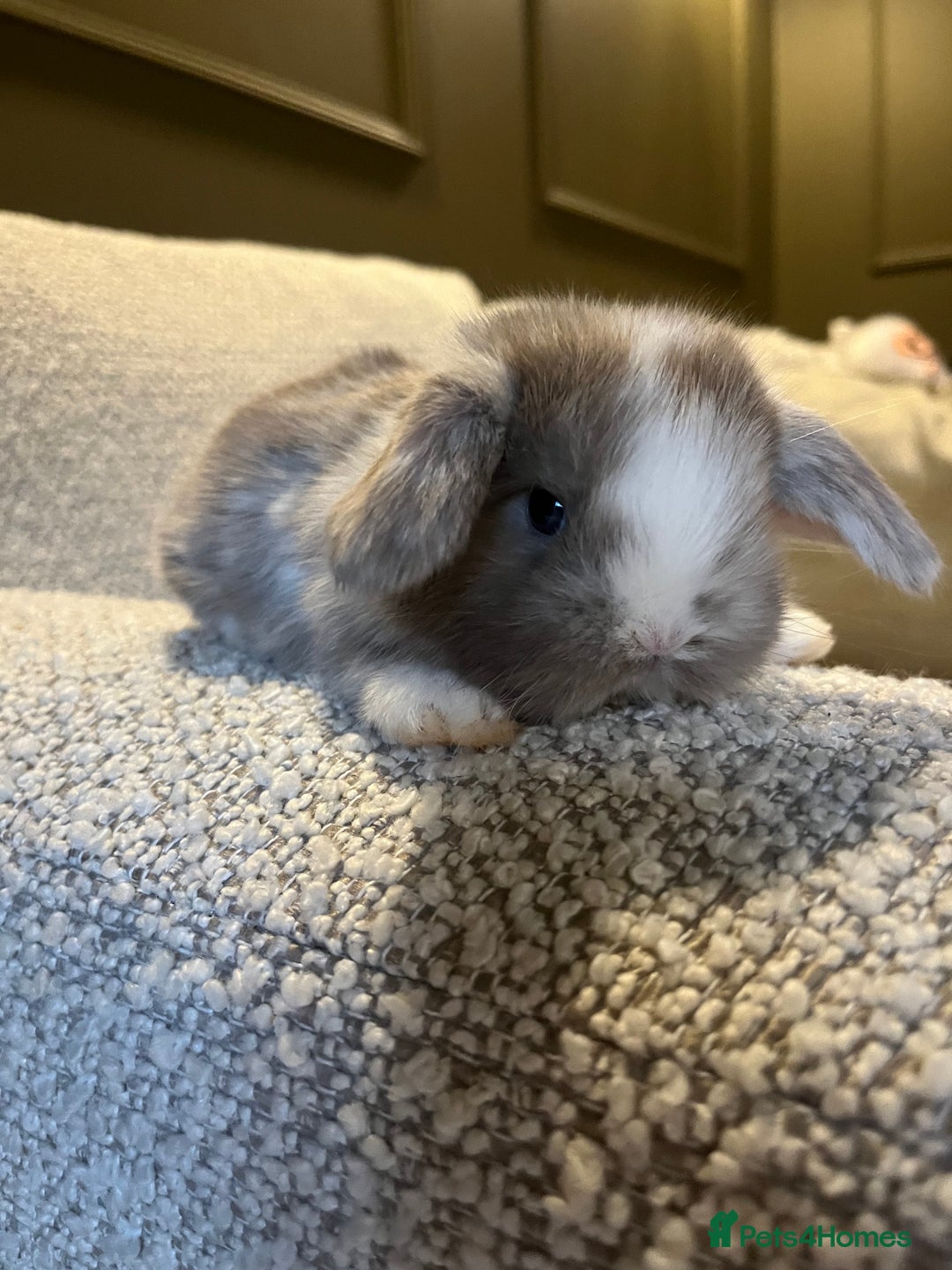 Mini Lop rabbits for sale: Mini lop baby buns  - Advert 2