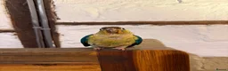 Conures birds for sale: Green Cheek Conure Looking for His Forever Home - Advert 15