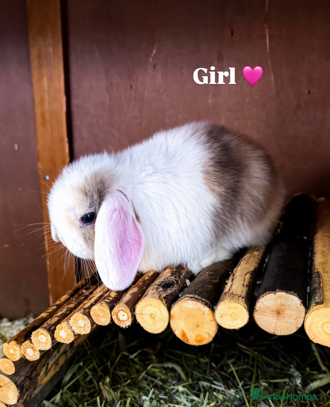 Mini Lop rabbits for sale: 2 female Minnie lop 🩷 - Advert 3