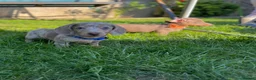 Miniature Dachshund dogs for sale: Miniature dachshund boys and girls  - Advert 2