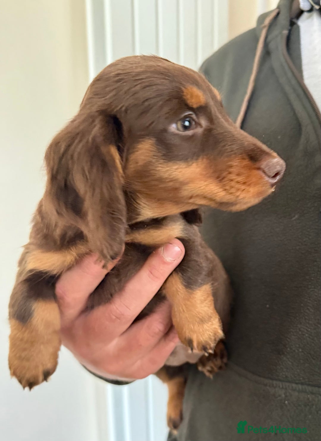 Dachshund dogs for sale: KC Long Haired Miniature Dachshund Puppies - Image 24