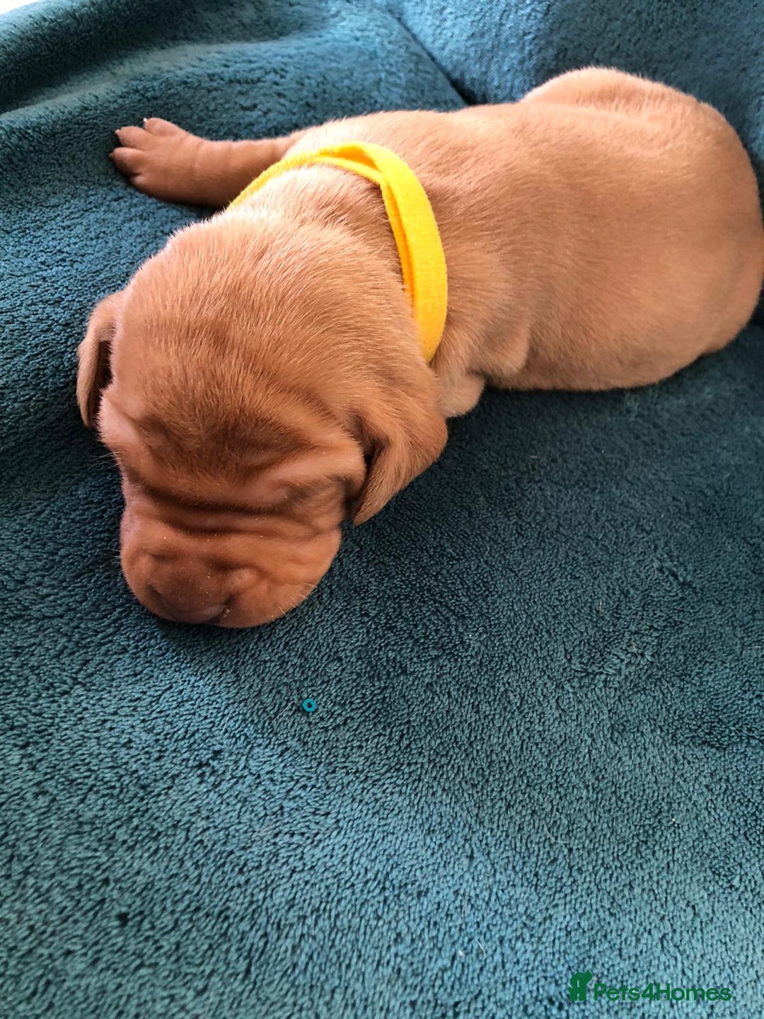 Hungarian Vizsla dogs for sale: Playfull and cheeky hungarian vizsla puppies  - Advert 25