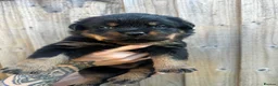 Rottweiler dogs for sale: High Quality Large Rottweiler Puppies  - Advert 8