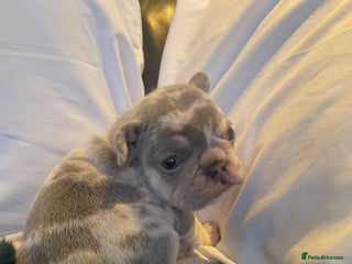 French Bulldog dogs Beautiful Merle French bulldogs - Advert 8