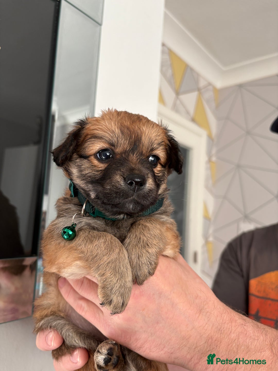 Mixed Breed dogs for sale: Italian volpino x deer head chihuahua puppies  - Advert 17