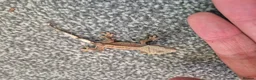 Gecko reptiles for sale: Female Crested Gecko - Advert 7