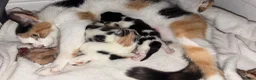 Mixed Breed cats for sale: 4 Kittens For Sale - Advert 2