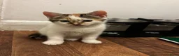 Domestic Shorthair cats for sale:     6-Month-Old Female Calico For Sale  in London - Advert 6