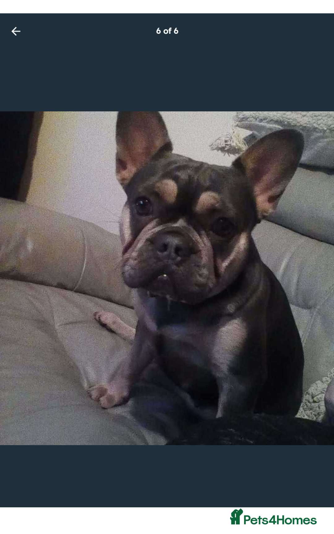 French Bulldog dogs for sale: French bulldog  - Advert 1