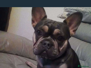 French Bulldog dogs French bulldog - Advert 9