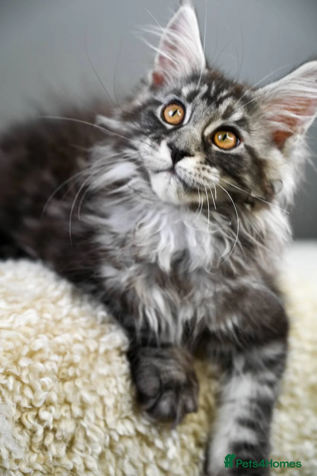 Maine Coon cats for sale: 3 Unique Kittens available - TICA registered  - Advert 12