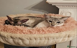 Sphynx cats for sale: Sphynx x Siamese kittens - Image 19
