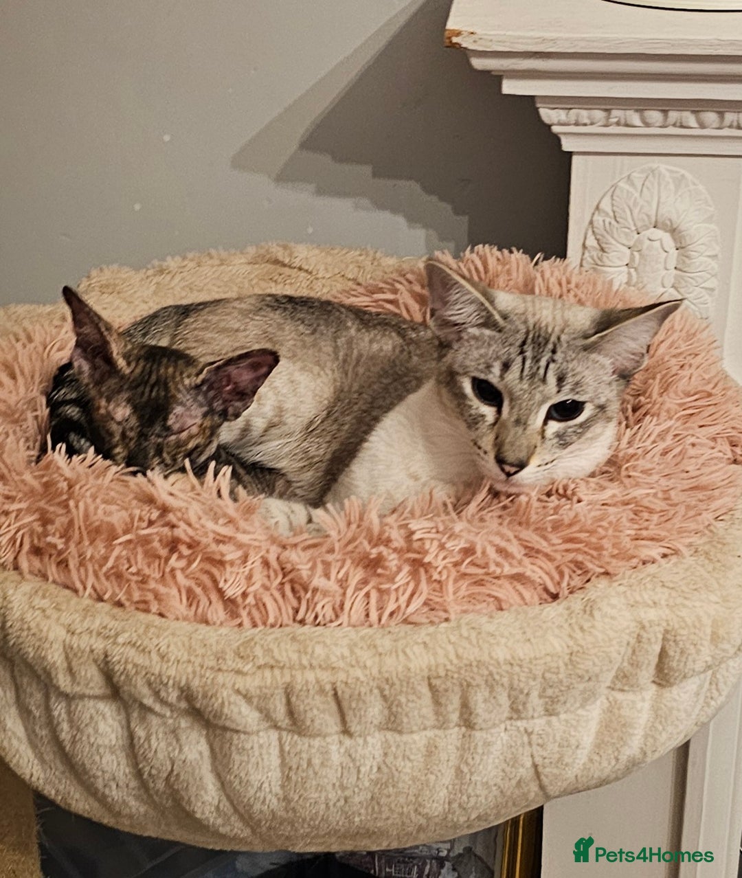Sphynx cats for sale: Sphynx x Siamese kittens - Image 19