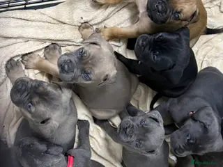 Cane Corso dogs ICF/ICCF Champion 6th GENERATION Cane Corso pups - Advert 6