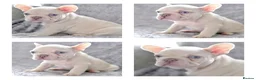 French Bulldog dogs for stud: Full new shade Isabella stud ( now available ) in Hastings - Advert 7