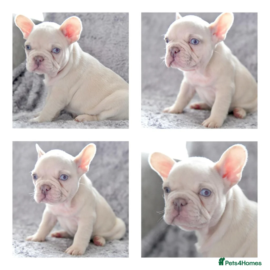French Bulldog dogs for stud: Full new shade Isabella stud ( now available ) in Hastings - Advert 7