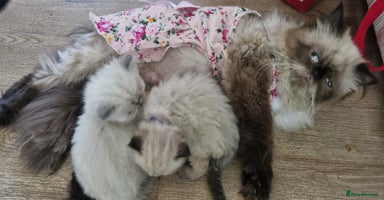 Perdoll cats - Advert 4
