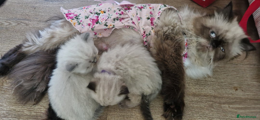 Perdoll cats for sale: Gorgeously cute tiny perdolls  - Image 2
