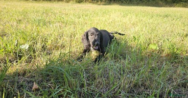 Mixed Breed dogs - Advert 10