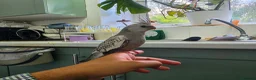 Cockatiels birds for sale: Two 4-Month-Old Hand-Raised Cockatiels in Huddersfield - Advert 2