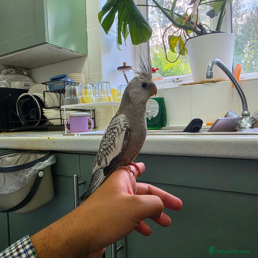 Cockatiels birds for sale: Two 4-Month-Old Hand-Raised Cockatiels in Huddersfield - Advert 2