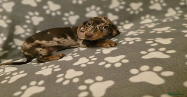 Miniature Dachshund dogs Miniature dachshund - Advert 1