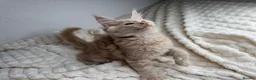 Maine Coon cats for sale: MaineCoon, Beautiful Kittens available  - Advert 8