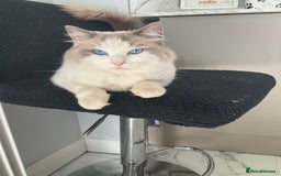 Ragdoll cats for sale: Frankie blue eye - Image 1
