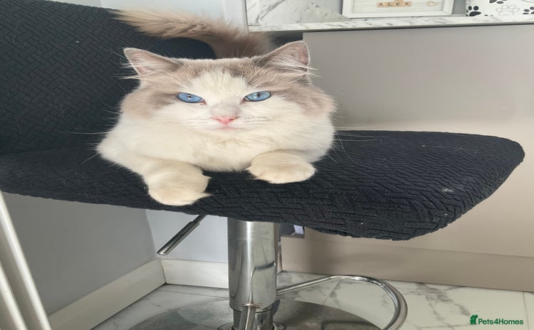 Ragdoll cats - Advert 3