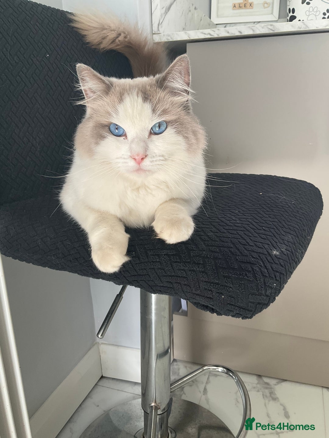 Ragdoll cats for sale: Frankie blue eye - Image 1