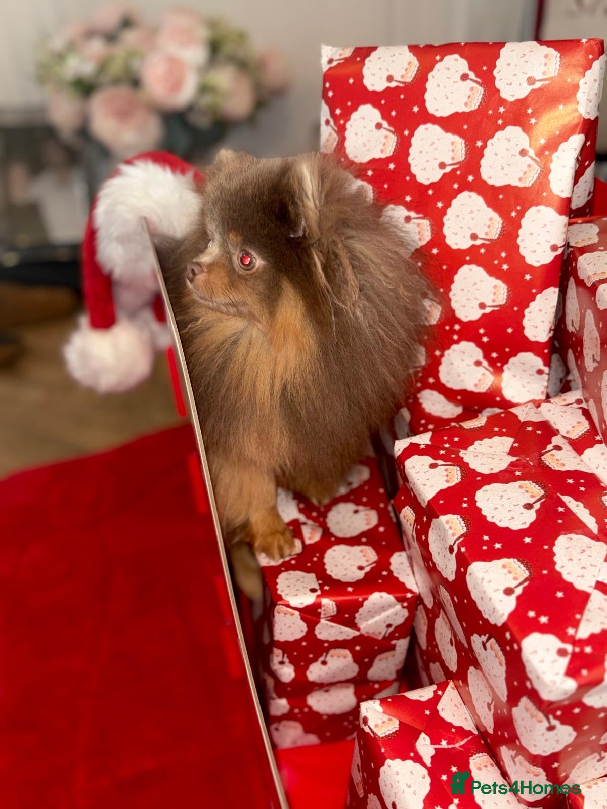 Pomeranian dogs 1.6kgPuppysize teddybear lilac and tan Pomeranian  - Advert 1