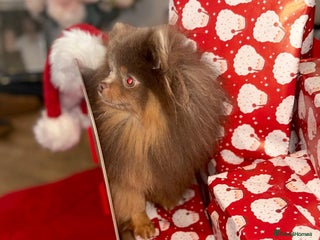 Pomeranian dogs 1.6kgPuppysize teddybear lilac and tan Pomeranian - Advert 13