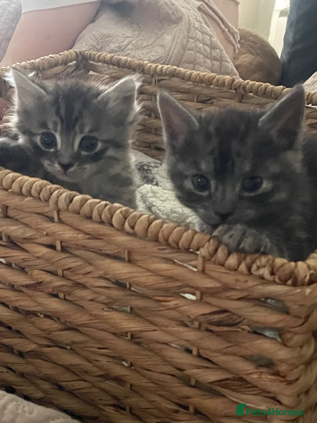 Mixed Breed cats for sale: Beautiful mixed kittens  - Advert 1