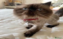 Persian cats for sale: Stunning Persian  - Image 6