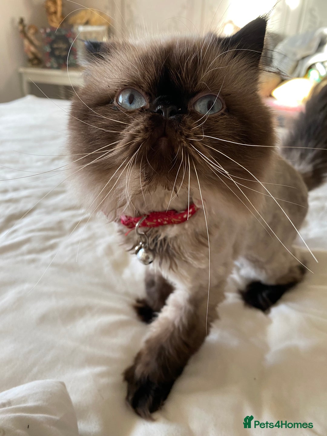 Persian cats for sale: Stunning Persian  - Image 6
