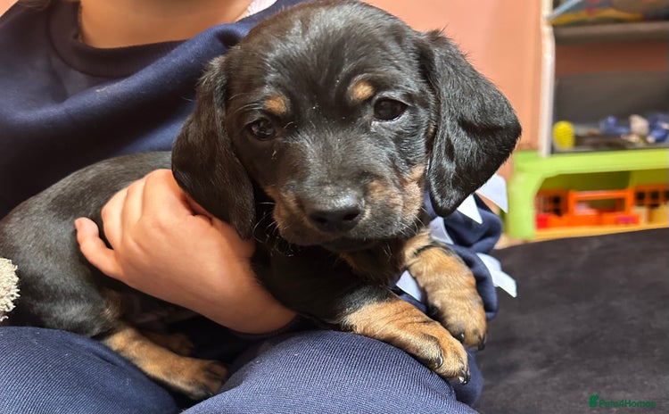 Miniature Dachshund dogs - Advert 2